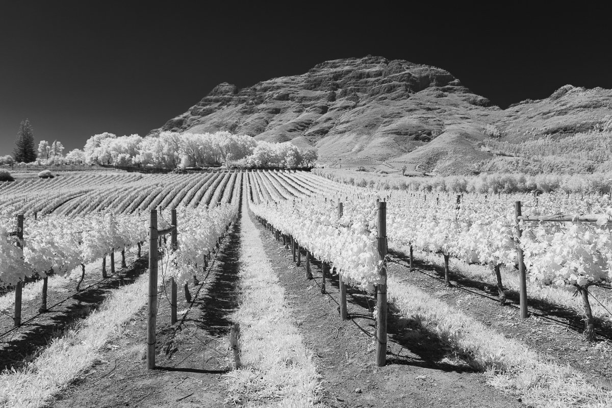 StellenBosch Vinyard IR